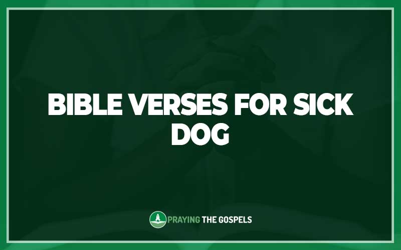 Bible Verses for Sick Dog