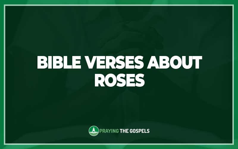 Bible Verses About Roses